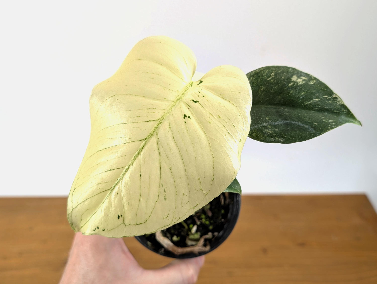 WOW! Monstera WHITE Monster