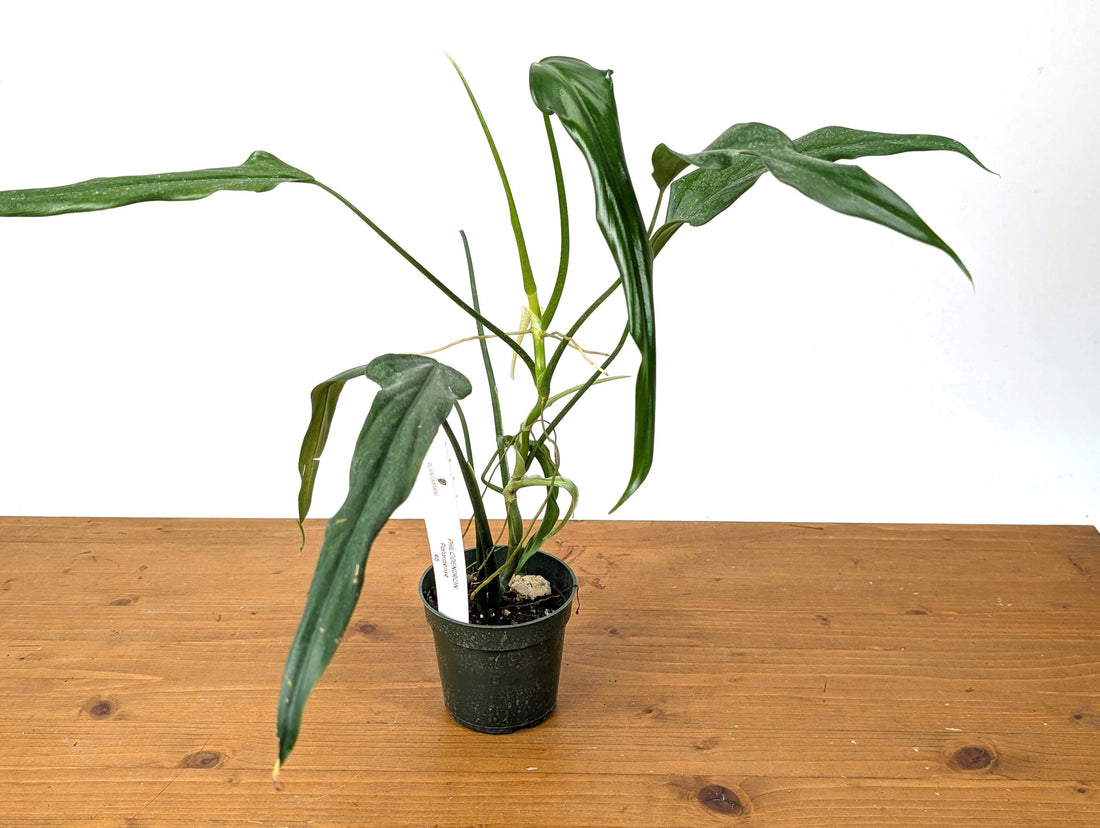 Philodendron Paloraense - Mature