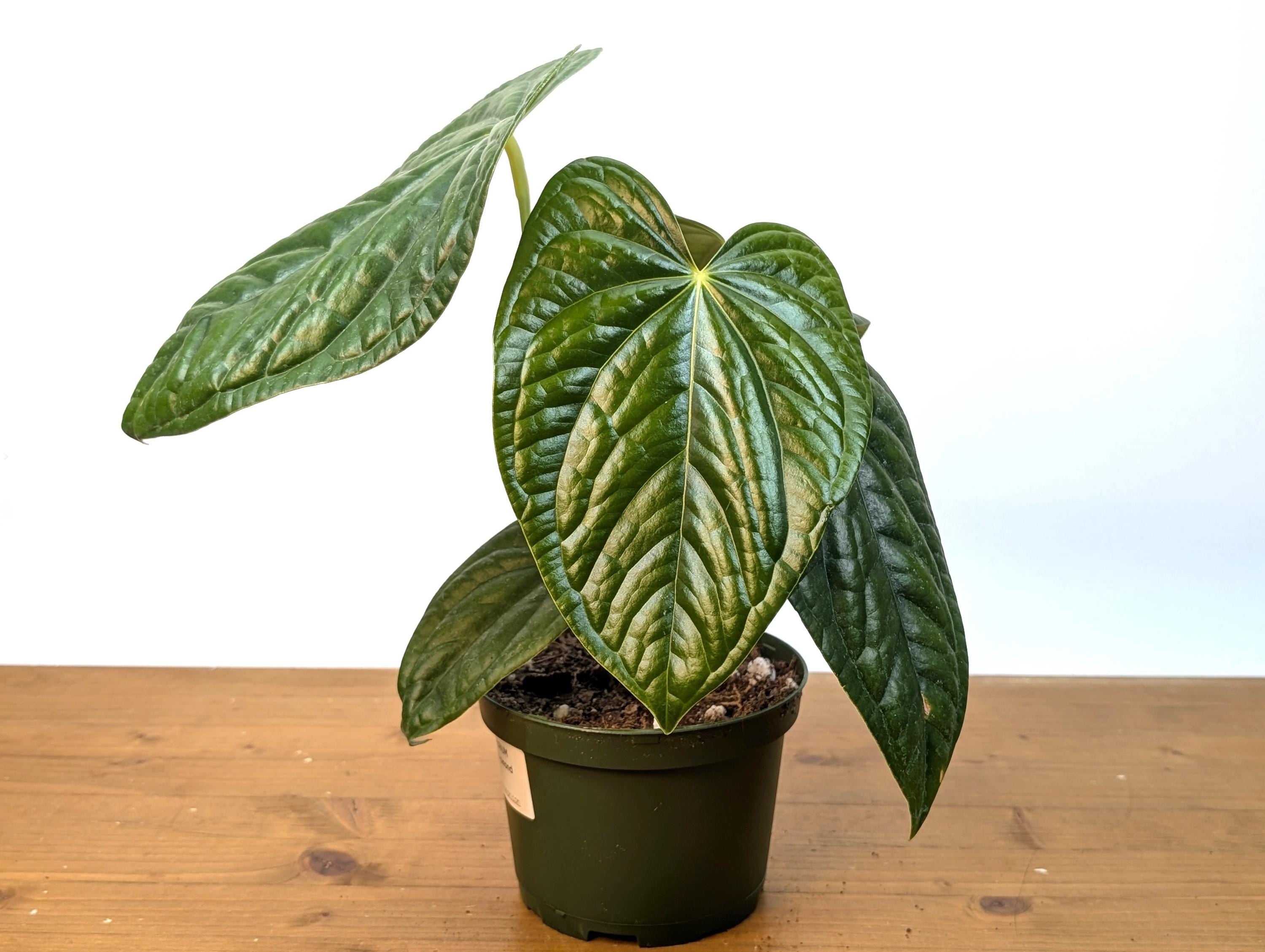 Anthurium Black Diamond Light (Luxurians x Regale Light) Mature Plant in 6 inch pot