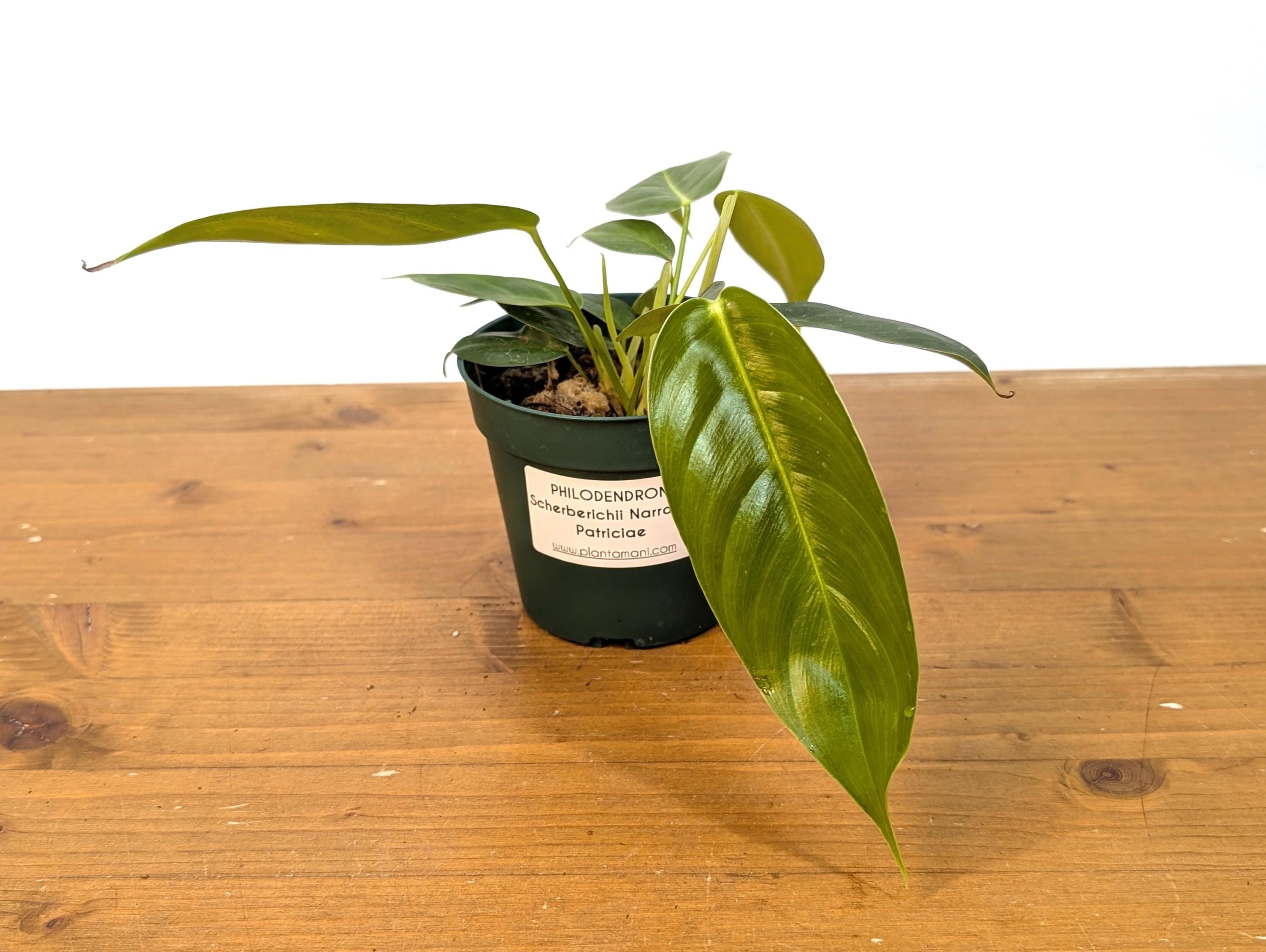 Philodendron Scherberichii Narrow x P. Patriciae - 4 inch pot