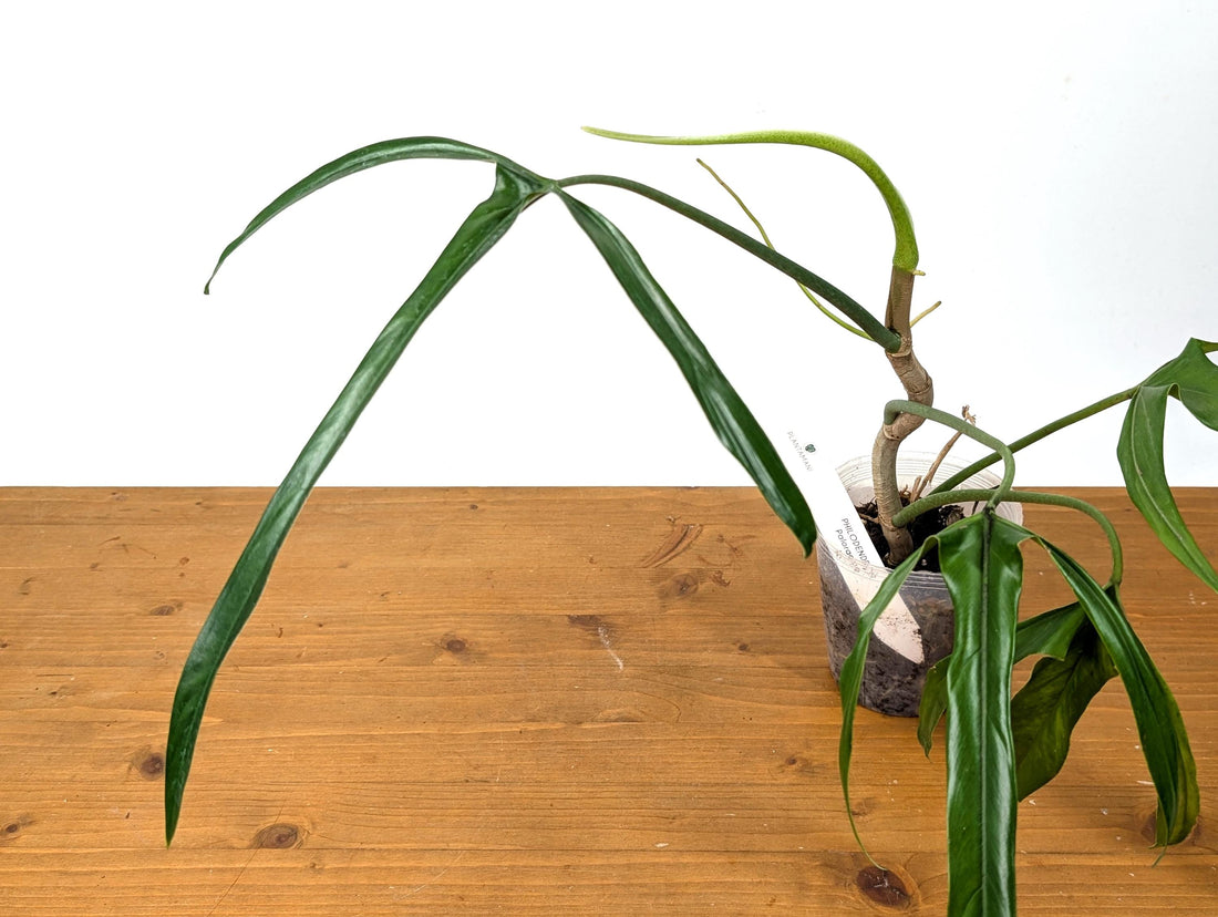 Philodendron Paloraense