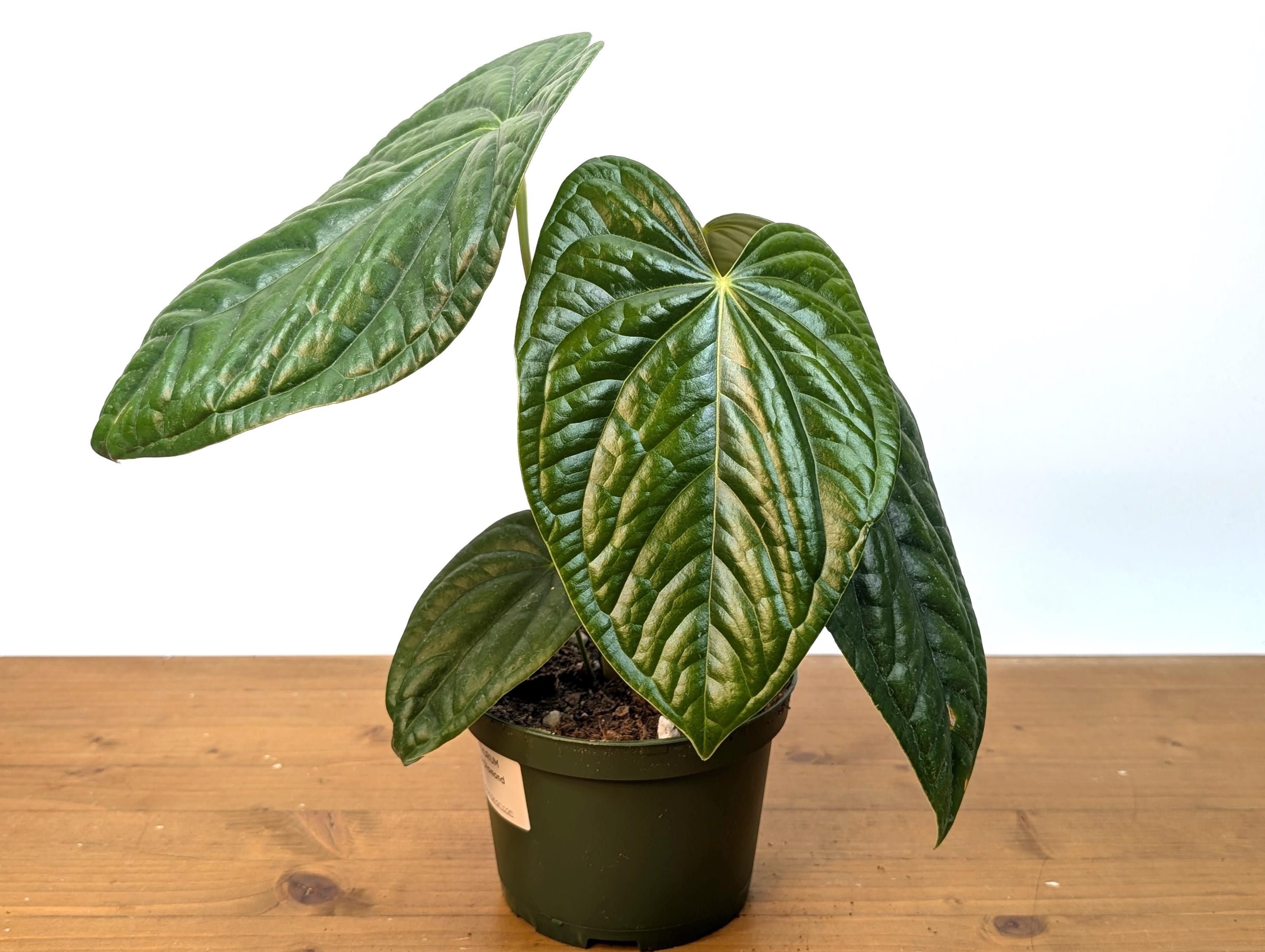 Anthurium Black Diamond Light (Luxurians x Regale Light) Mature Plant in 6 inch pot