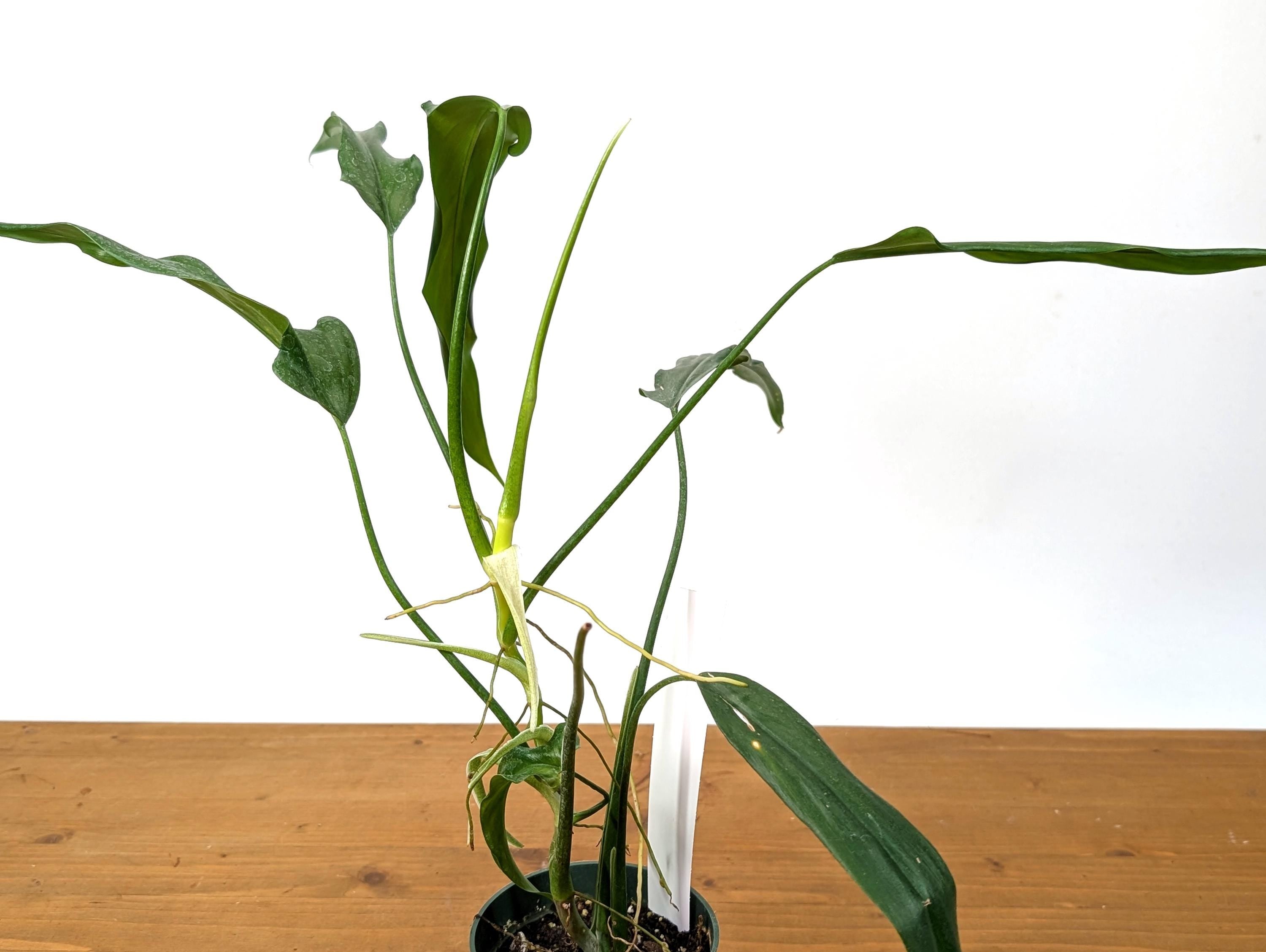 Philodendron Paloraense - Mature