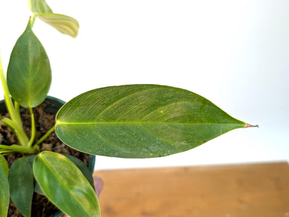 Philodendron Scherberichii Narrow x P. Patriciae - 4 inch pot