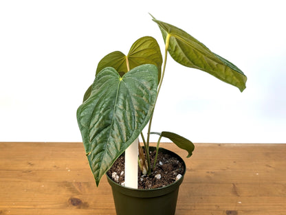 Anthurium Black Diamond Light (Luxurians x Regale Light) Mature Plant in 6 inch pot