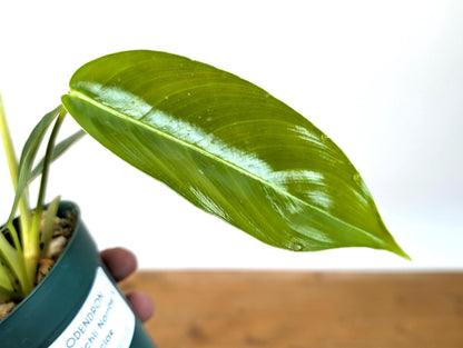 Philodendron Scherberichii Narrow x P. Patriciae - 4 inch pot