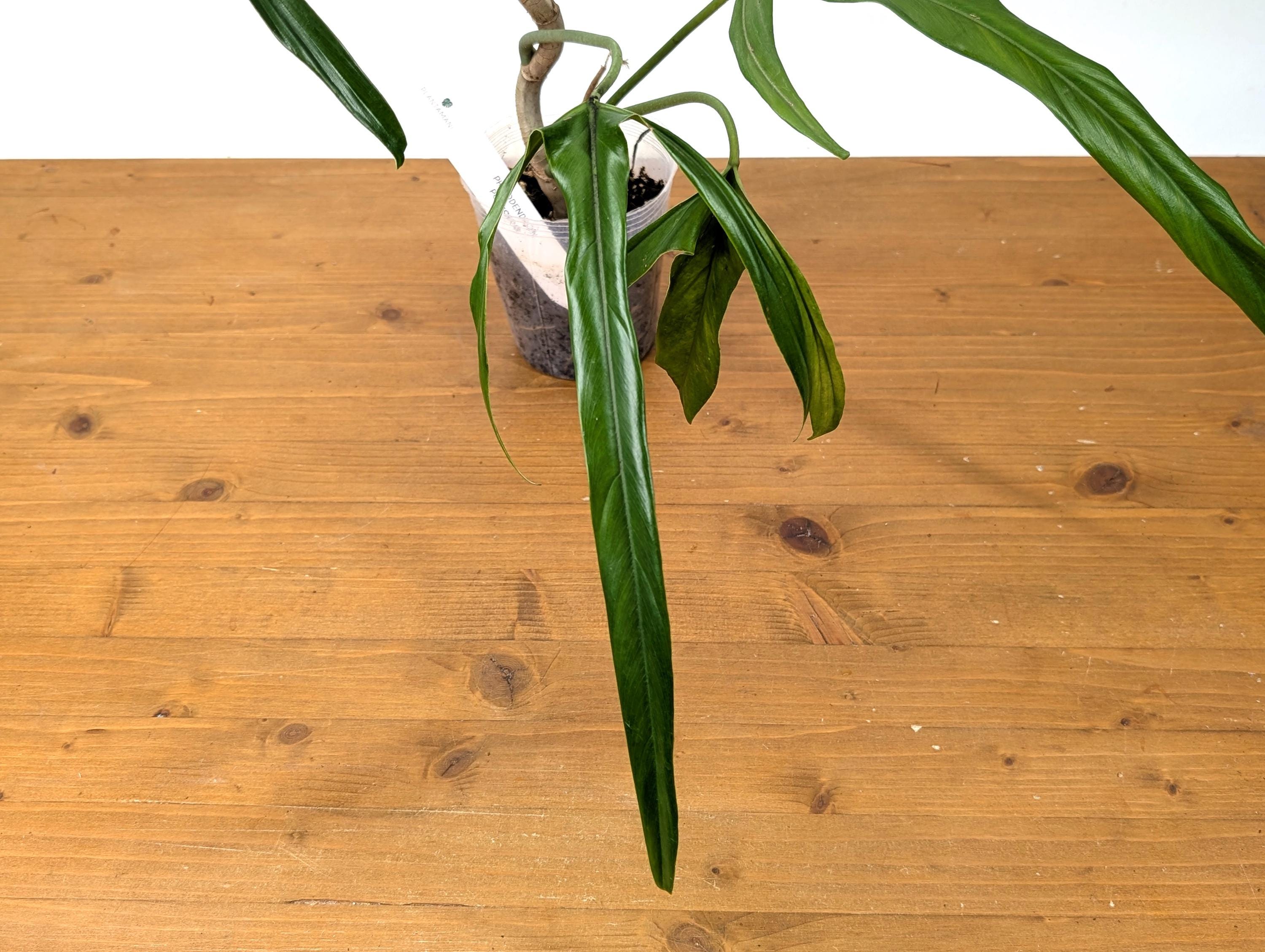 Philodendron Paloraense - Mature