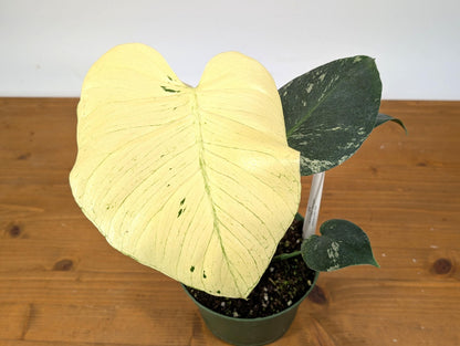 WOW! Monstera WHITE Monster