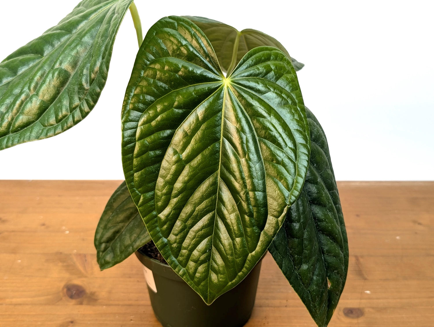 Anthurium Black Diamond Light (Luxurians x Regale Light) Mature Plant in 6 inch pot