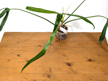 Philodendron Paloraense - Mature