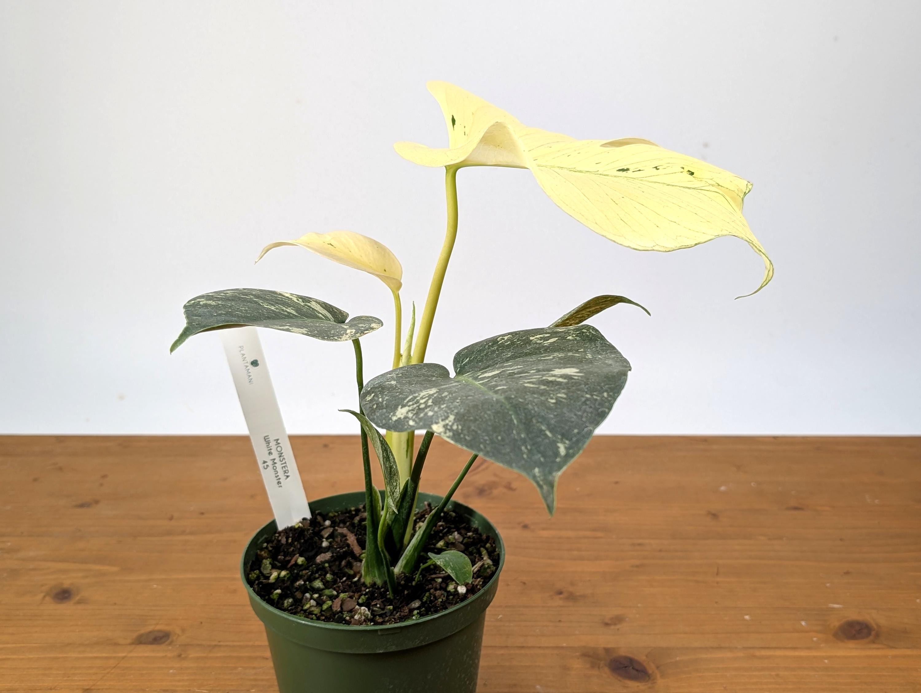 WOW! Monstera WHITE Monster