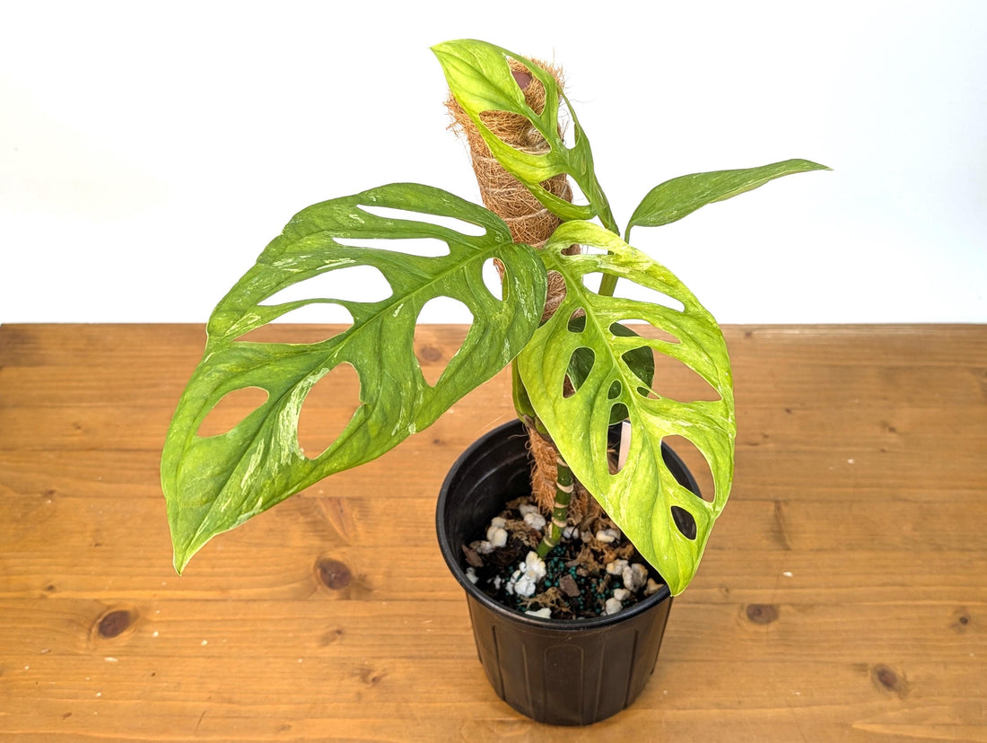 Variegated Monstera Adansonii Thai Mint Exact Plant in 6 inch pot - Live Rare Tropical Aroid Great Gift Idea