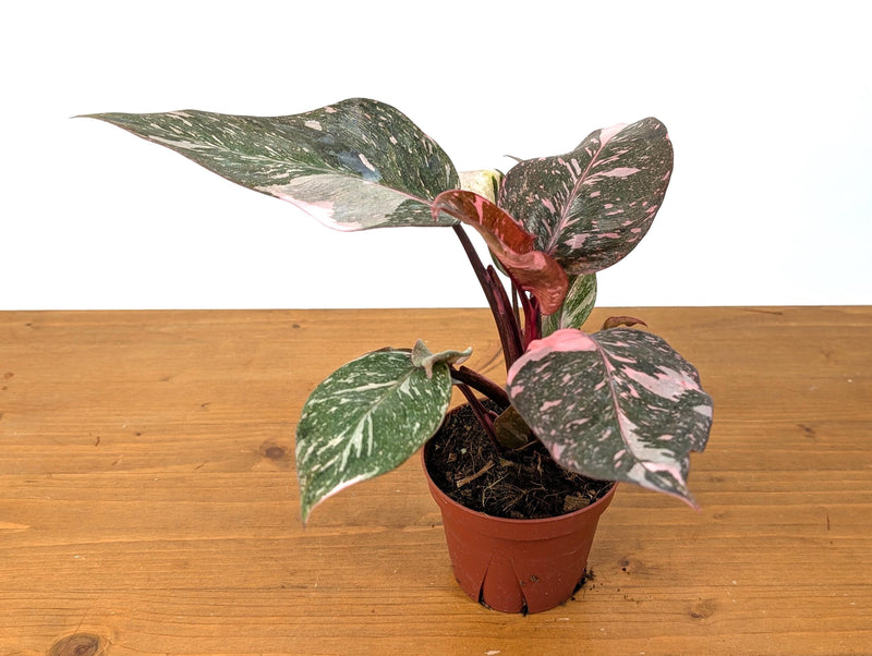 Philodendron Pink Princess Marble Galaxy