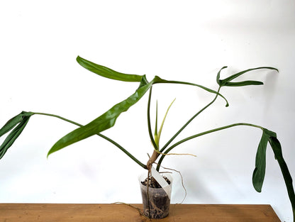 Philodendron Paloraense - Mature