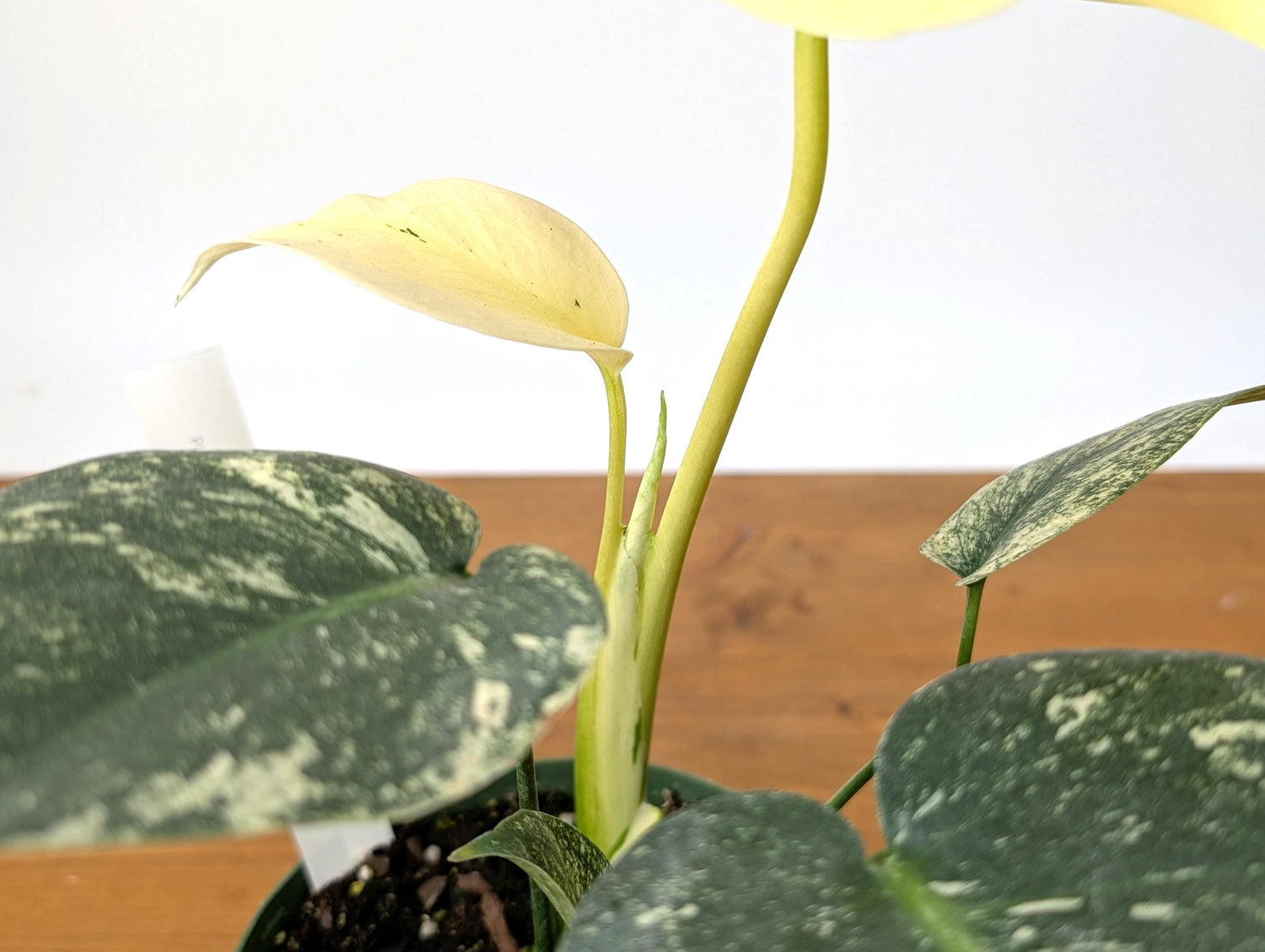 WOW! Monstera WHITE Monster