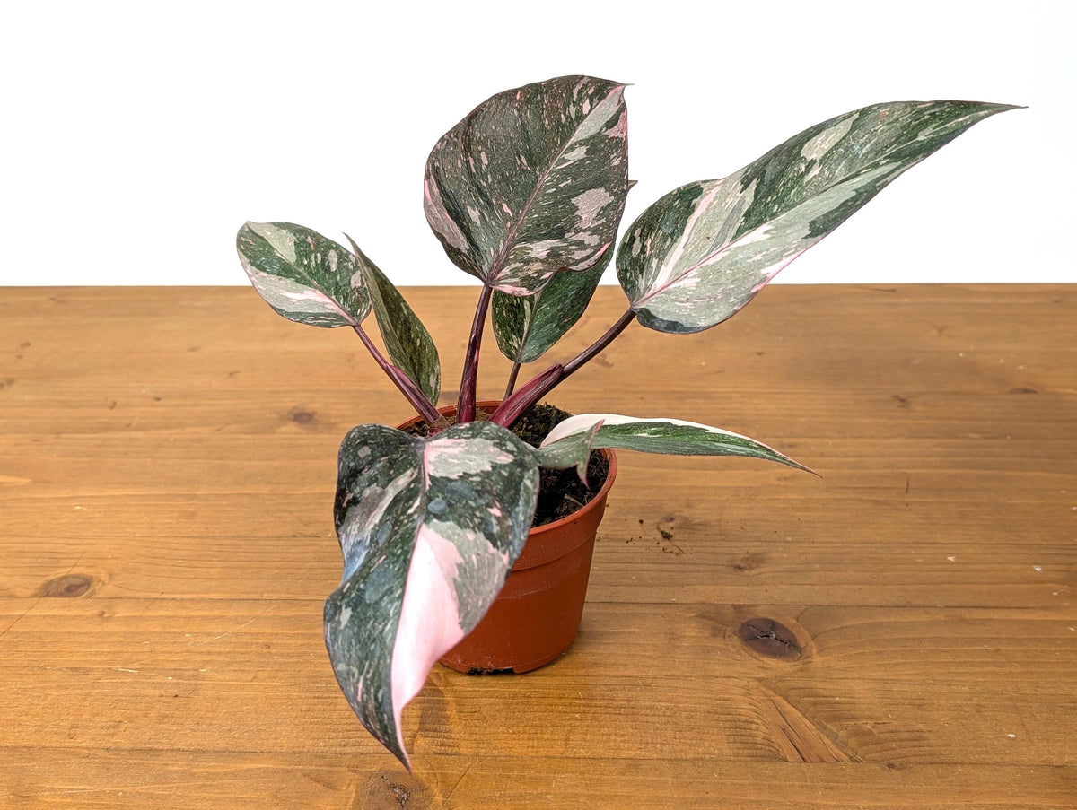 Philodendron Pink Princess Marble Galaxy