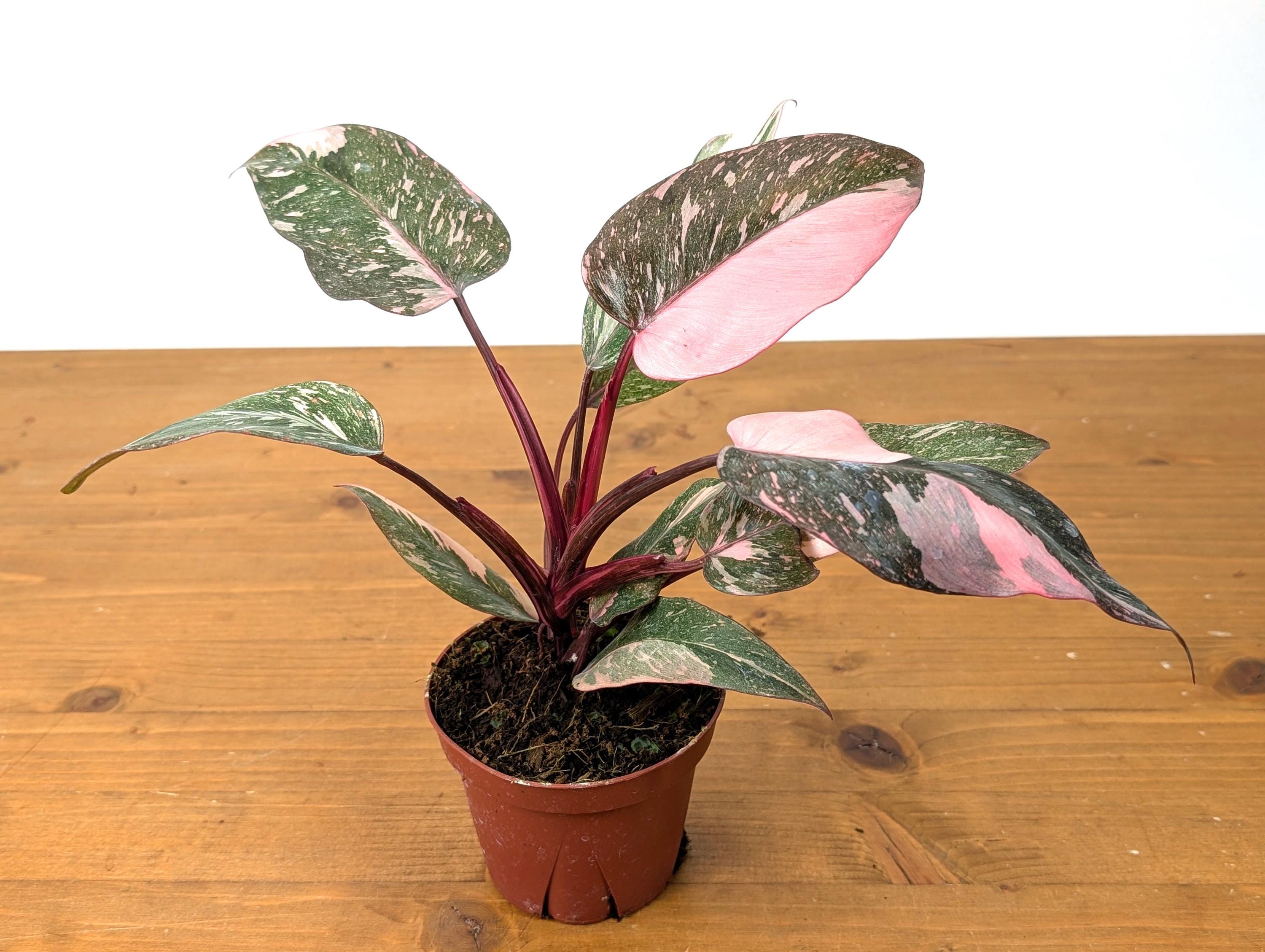 Philodendron Galaxy Pink Princess