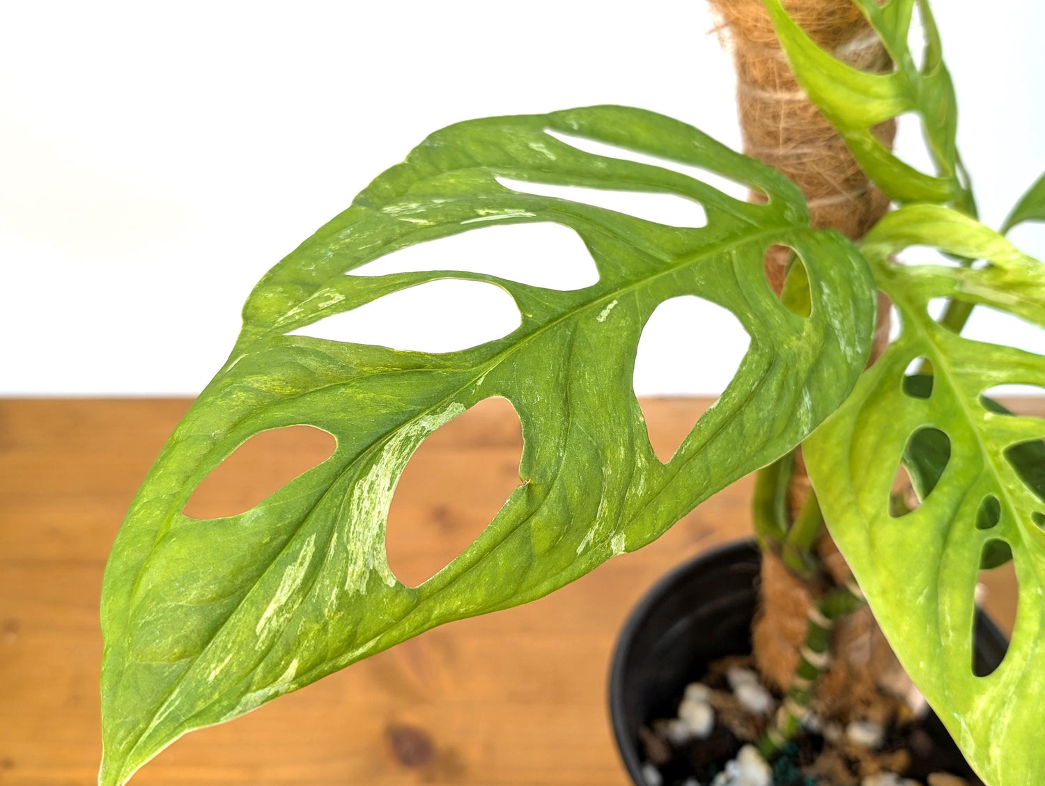 Variegated Monstera Adansonii Thai Mint Exact Plant in 6 inch pot - Live Rare Tropical Aroid Great Gift Idea