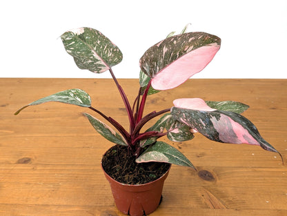 Philodendron Galaxy Pink Princess