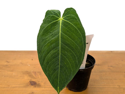 Anthurium Warocqueanum Fantasy Queen - (Warocqueanum &