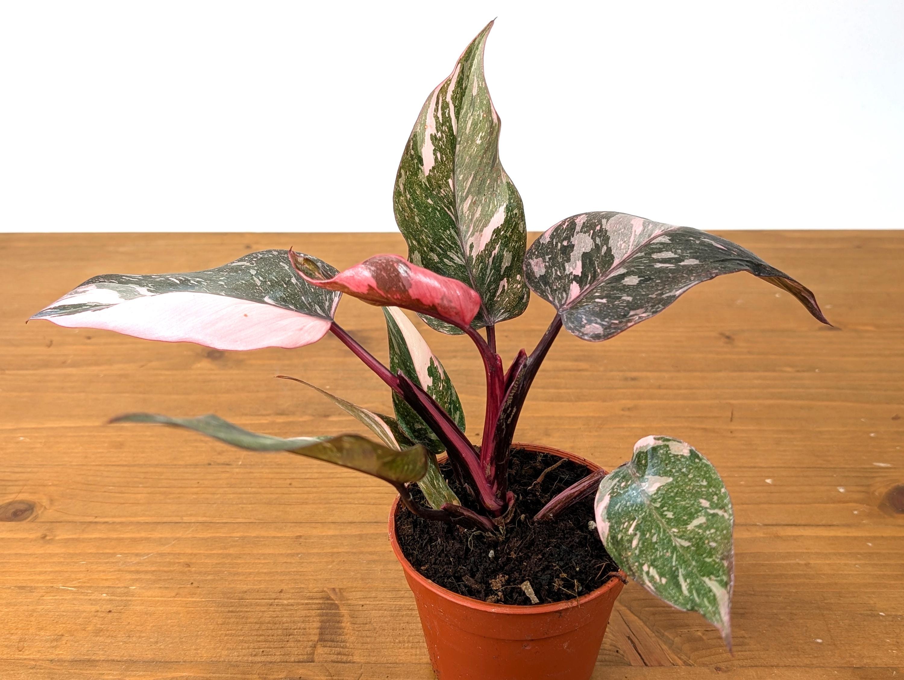 Philodendron Galaxy Pink Princess