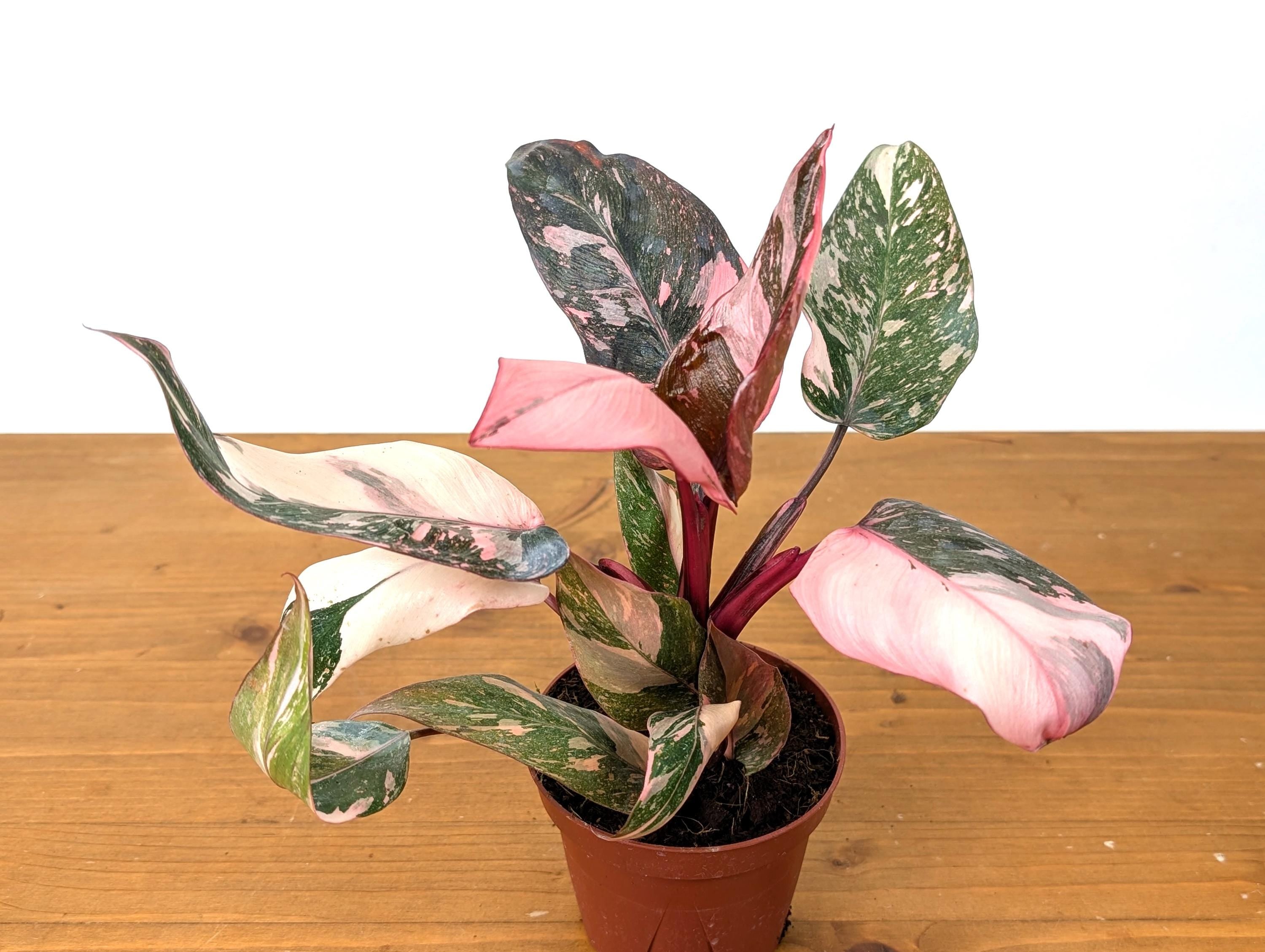 Philodendron Galaxy Pink Princess