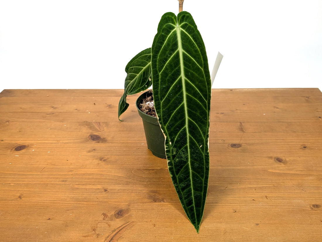 EXACT Anthurium Warocqueanum Queen Plant in 6 inch with 2 leaves - Exact Plant Pictured (49B) Beautiful Velvet Leaves