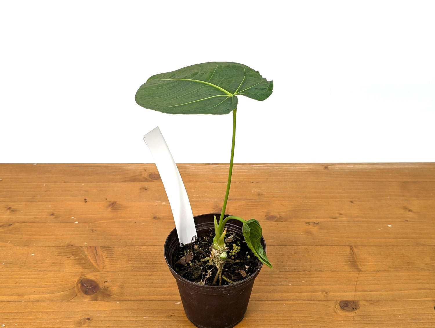 Anthurium Warocqueanum Fantasy Queen - (Warocqueanum &