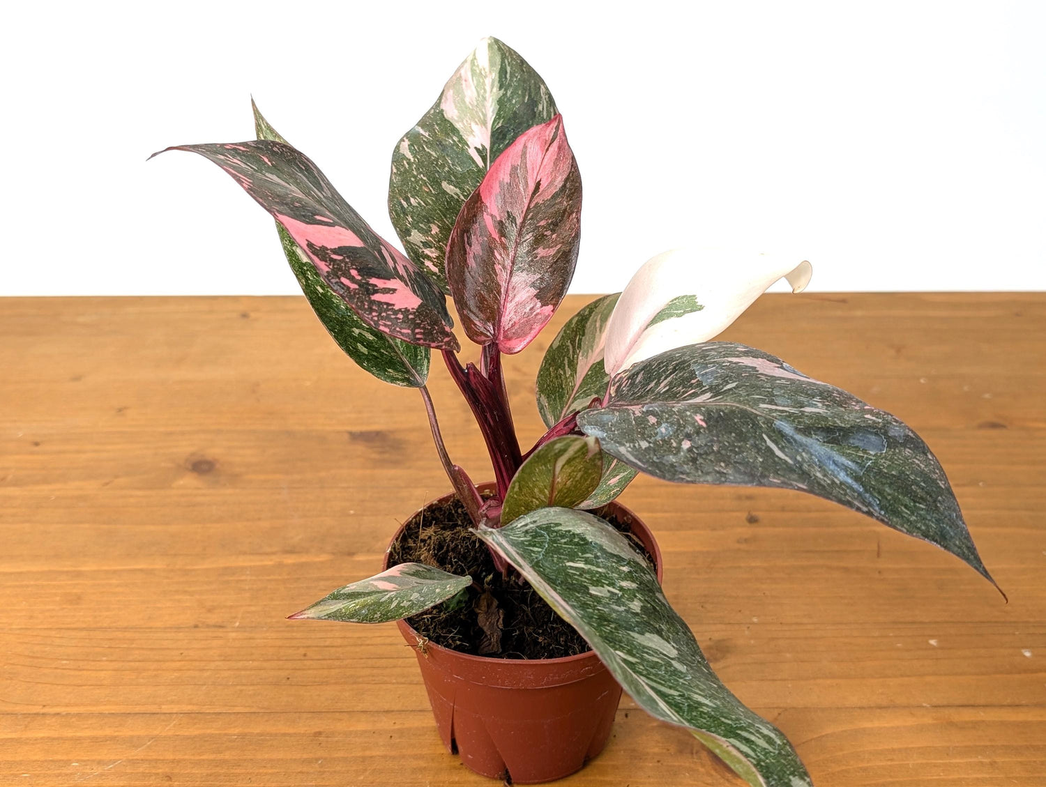 Philodendron Galaxy Pink Princess