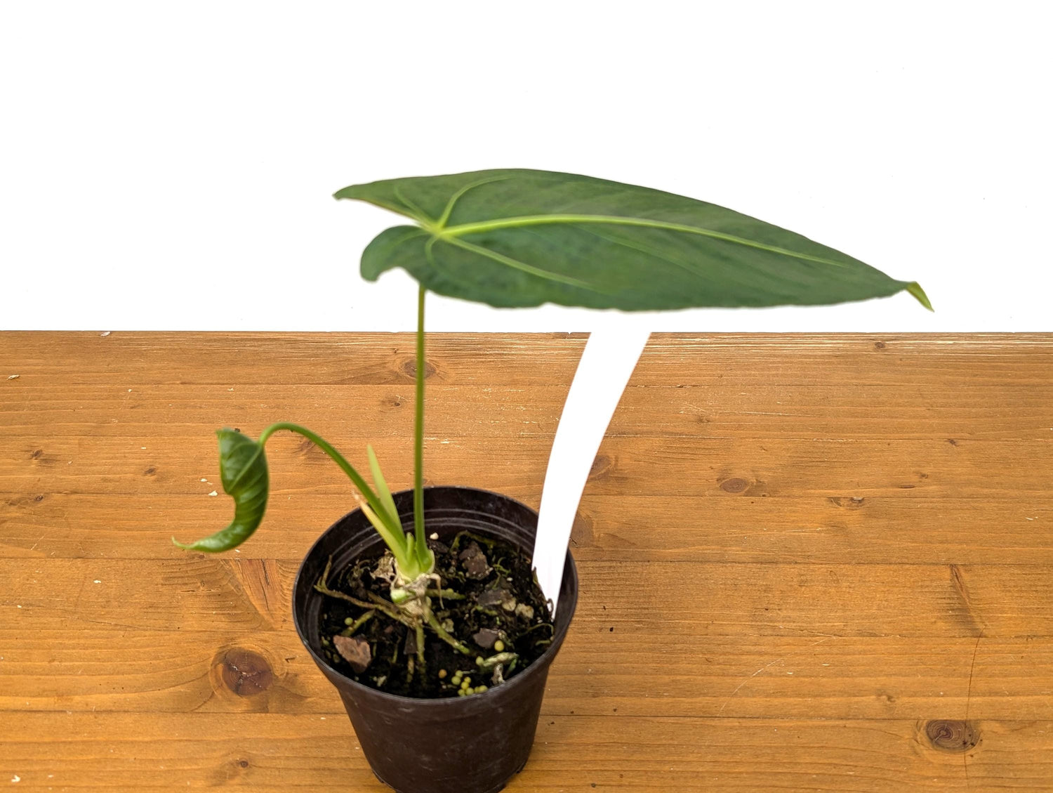 Anthurium Warocqueanum Fantasy Queen - (Warocqueanum &