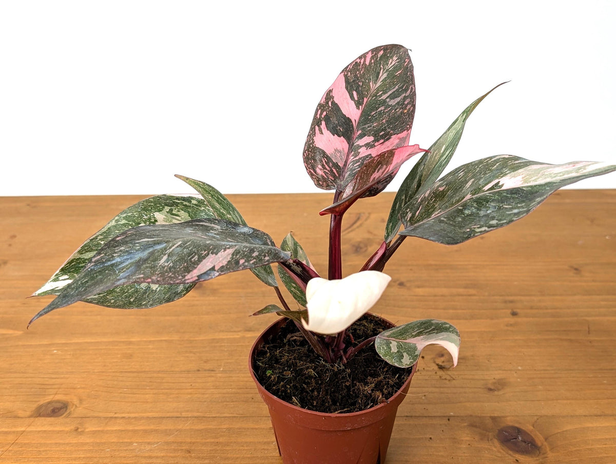 Philodendron Pink Princess Marble Galaxy