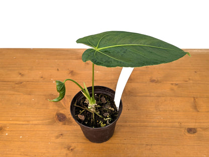 Anthurium Warocqueanum Fantasy Queen - (Warocqueanum &