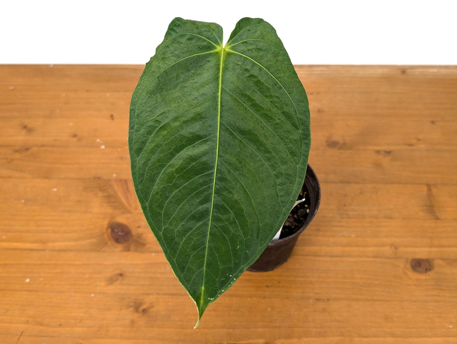 Anthurium Warocqueanum Fantasy Queen - (Warocqueanum &