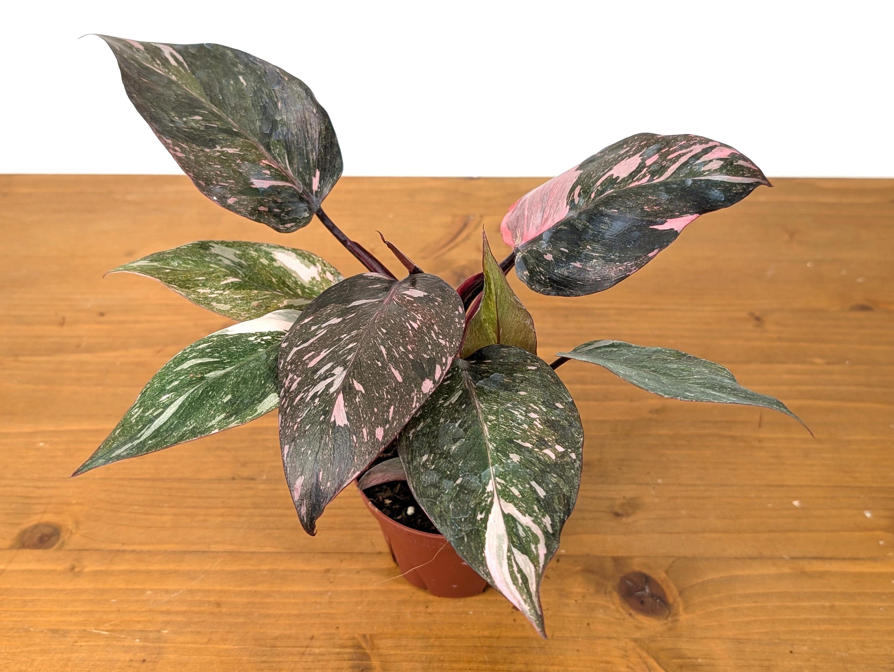 Philodendron Galaxy Pink Princess