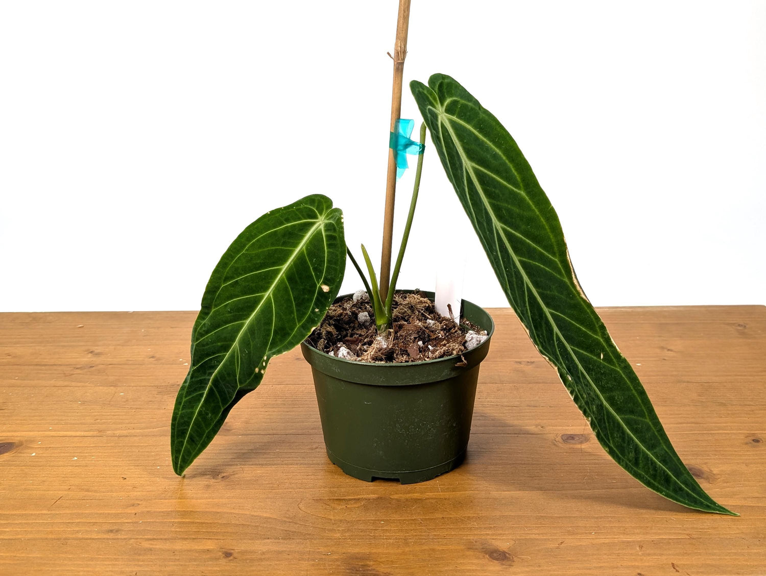 EXACT Anthurium Warocqueanum Queen Plant in 6 inch with 2 leaves - Exact Plant Pictured (49B) Beautiful Velvet Leaves