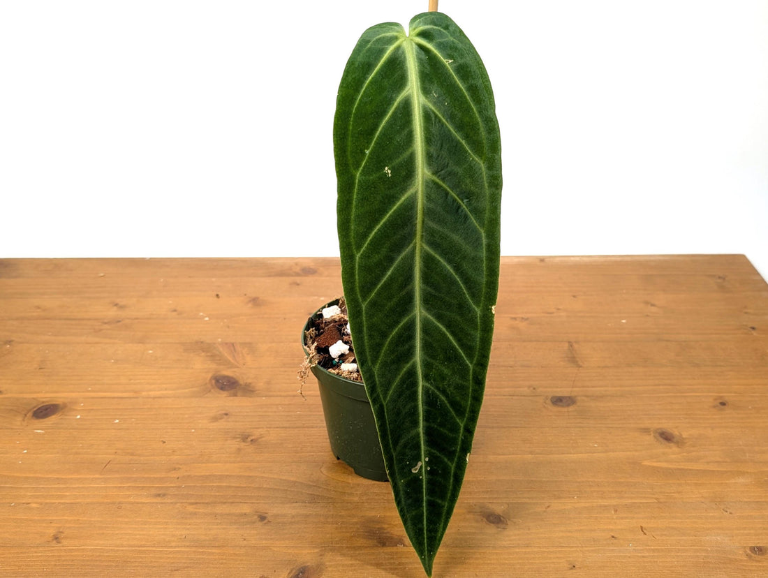 EXACT Anthurium Warocqueanum Queen Plant in 6 inch with 1 mature leaf - Exact Plant Pictured (49A)