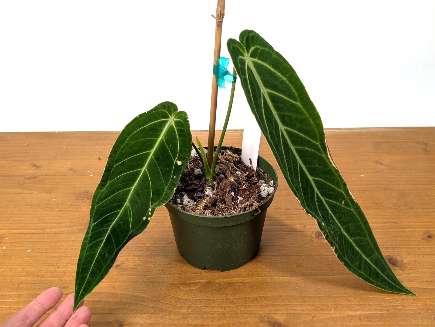 EXACT Anthurium Warocqueanum Queen Plant in 6 inch with 2 leaves - Exact Plant Pictured (49B) Beautiful Velvet Leaves