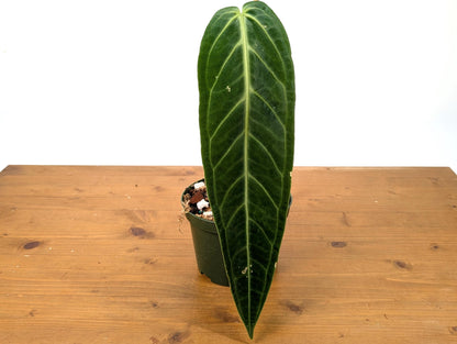 EXACT Anthurium Warocqueanum Queen Plant in 6 inch with 1 mature leaf - Exact Plant Pictured (49A)