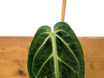 EXACT Anthurium Warocqueanum Queen Plant in 6 inch with 1 mature leaf - Exact Plant Pictured (49A)