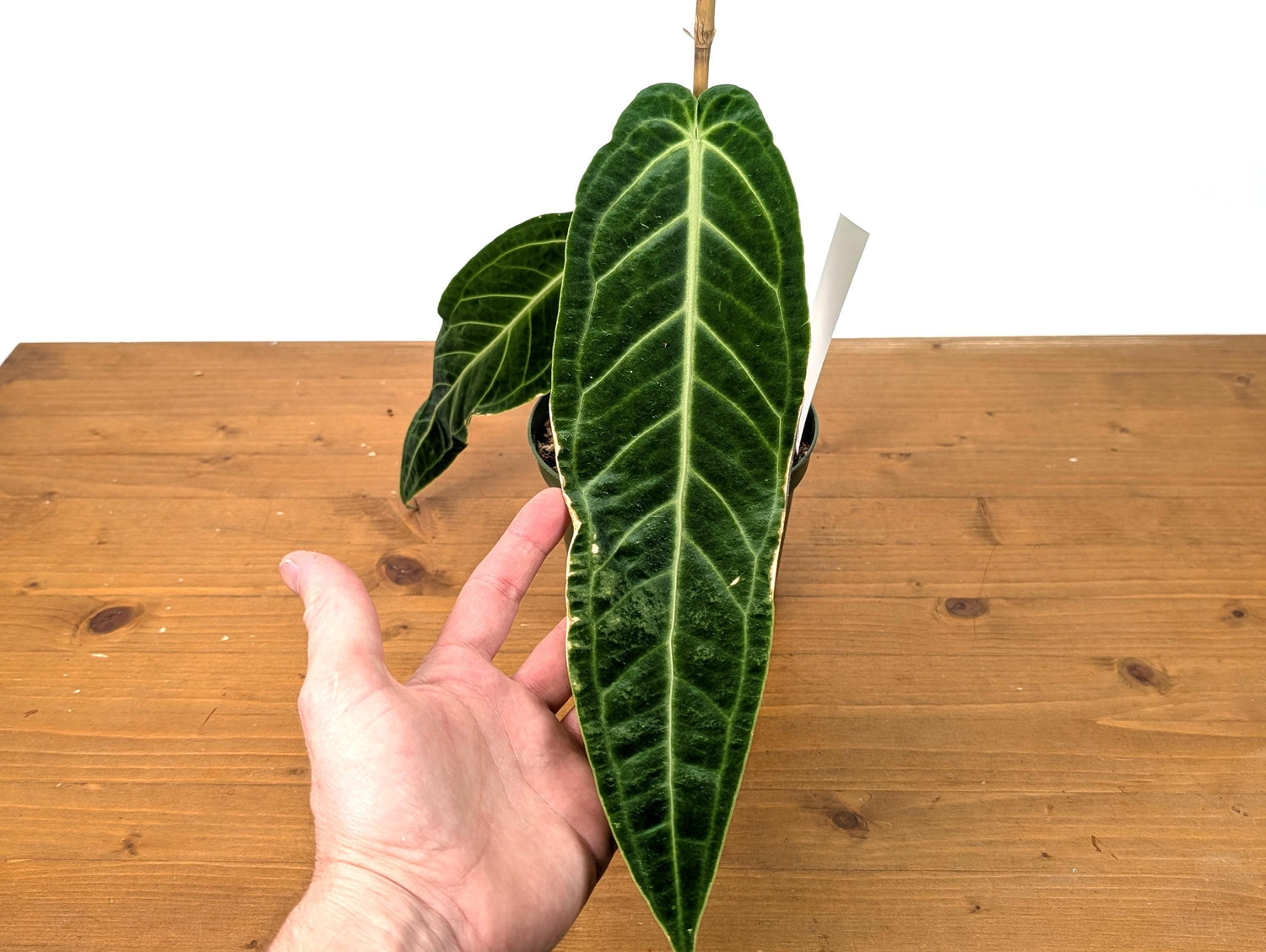 EXACT Anthurium Warocqueanum Queen Plant in 6 inch with 2 leaves - Exact Plant Pictured (49B) Beautiful Velvet Leaves