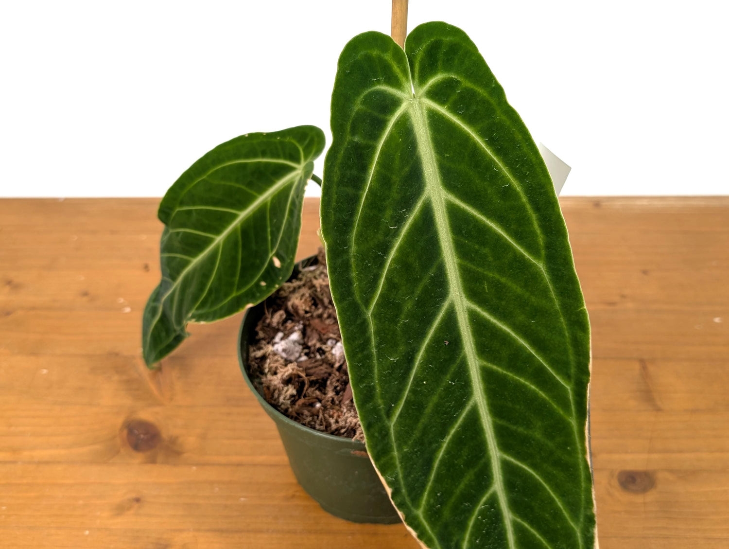 EXACT Anthurium Warocqueanum Queen Plant in 6 inch with 2 leaves - Exact Plant Pictured (49B) Beautiful Velvet Leaves