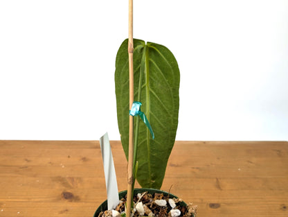 EXACT Anthurium Warocqueanum Queen Plant in 6 inch with 1 mature leaf - Exact Plant Pictured (49A)