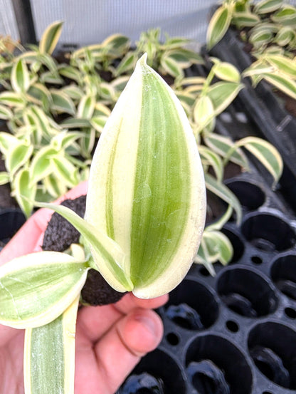 Variegated Vanilla Orchid Starter Plant