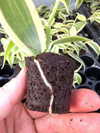 Variegated Vanilla Orchid Starter Plant