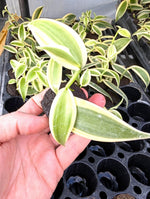 Variegated Vanilla Orchid Starter Plant