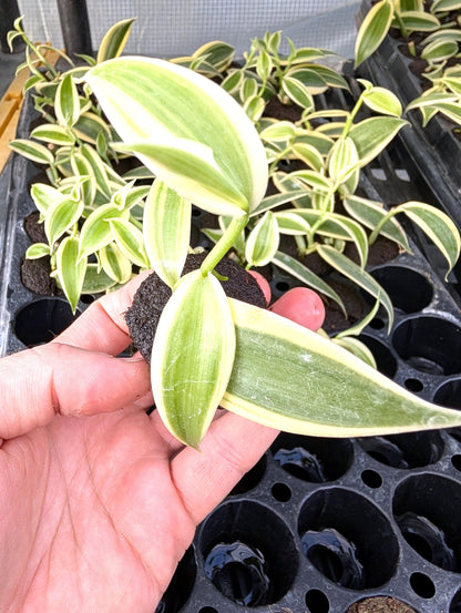 Variegated Vanilla Orchid Starter Plant