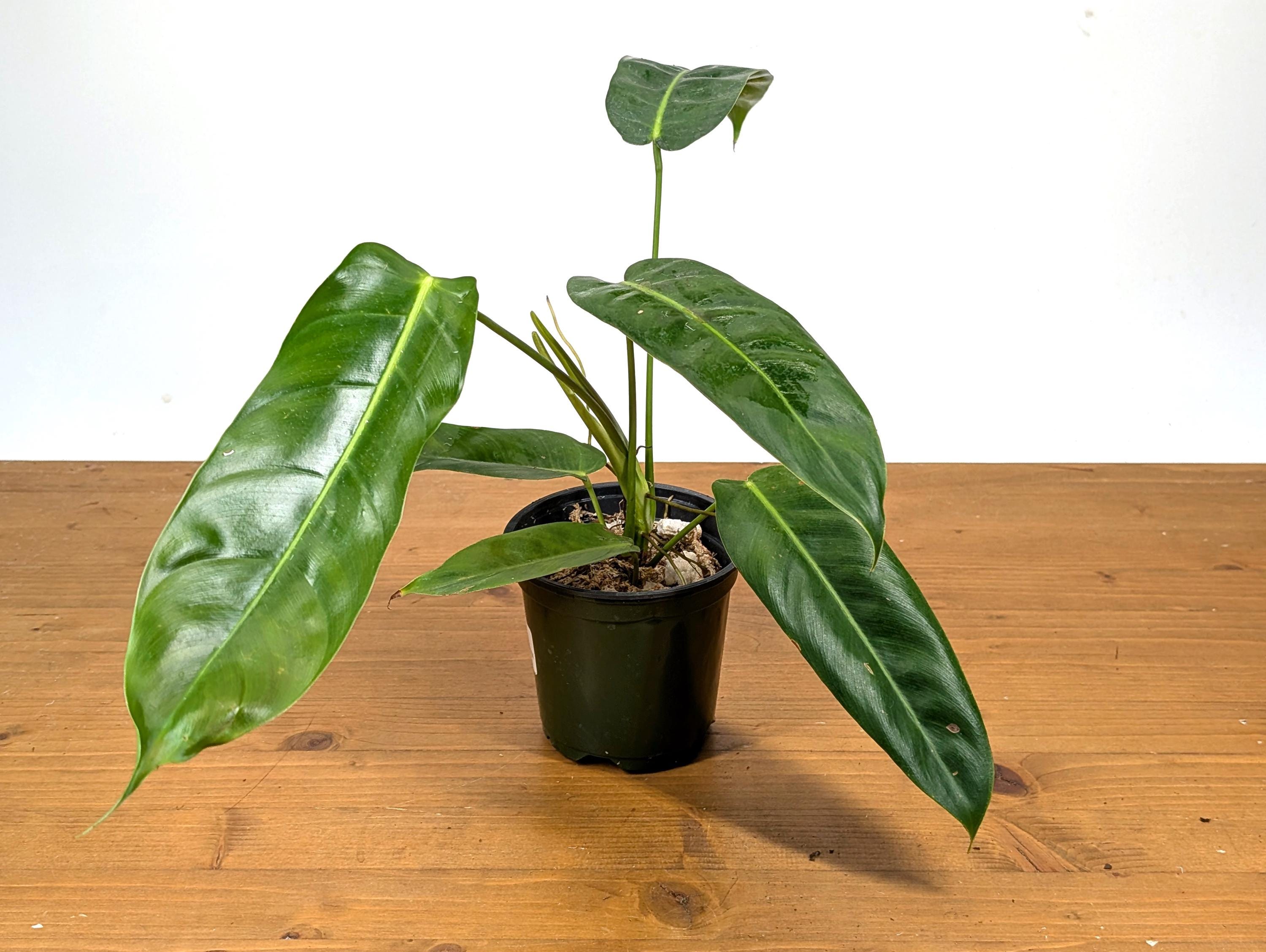 Philodendron Patriciae x Esmeraldense Narrow