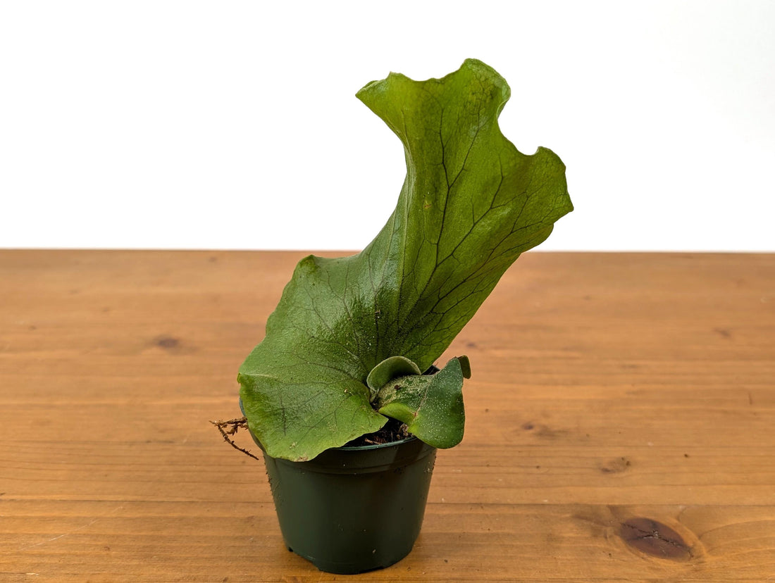 Elephant Ear Staghorn Fern - Platycerium elephantoitis