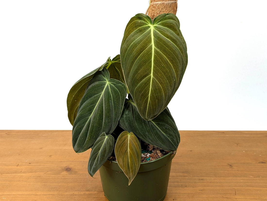 Philodendron Melanochrysum - 6 inch Pot with Coco Pole