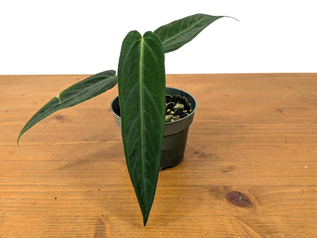 Anthurium Warocqueanum